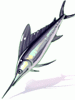 Cat's cane - Swordfish [1]