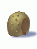 Shiny round shell