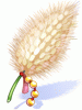 White Knight's Foxtail [1]