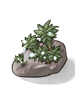 Dew-Laden Moss