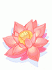 Flor Elegante