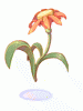 Flor Bonita