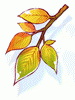 Golden Leaf