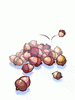 Pile Of Acorn