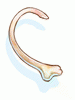 Costela de Jormungand