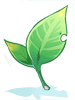 Emerald Leaf