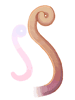Monkey Tail