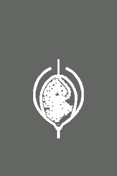 Jorhi Forest of Brumbeld