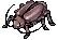 Male Thiefbug